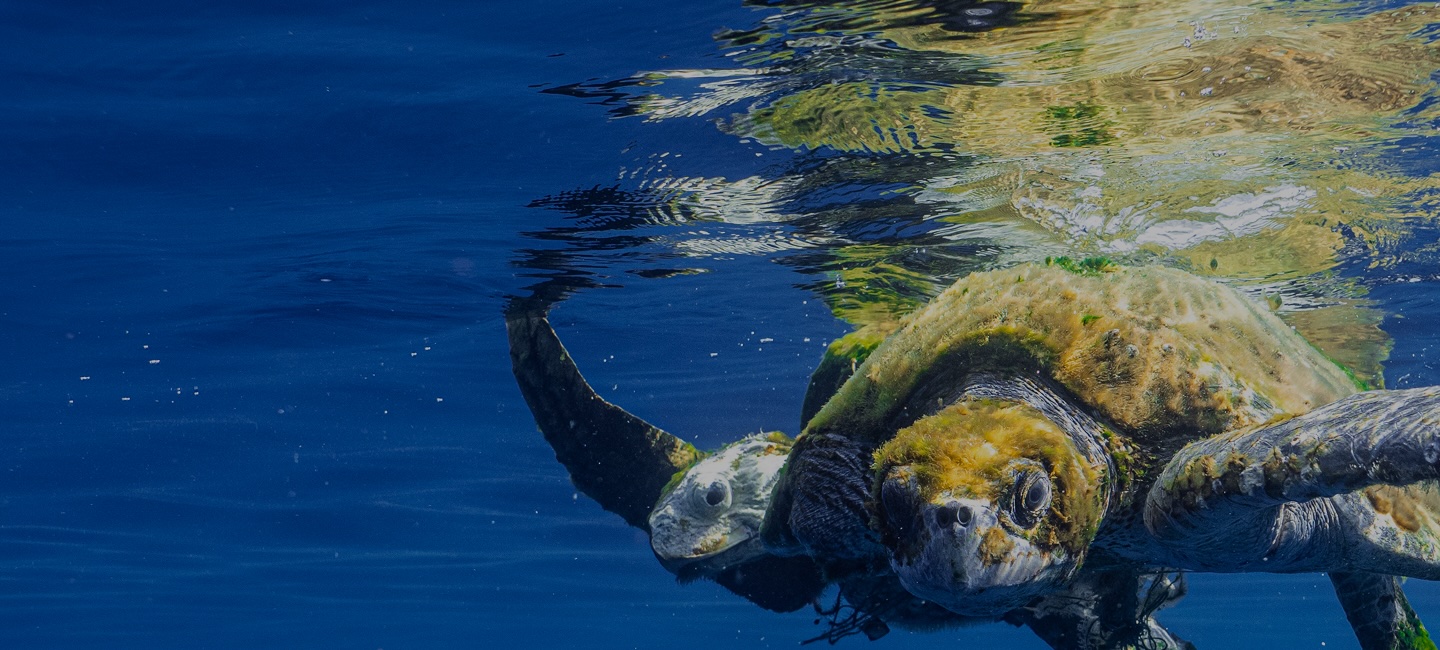 Freedom, Truth & Vulnerability