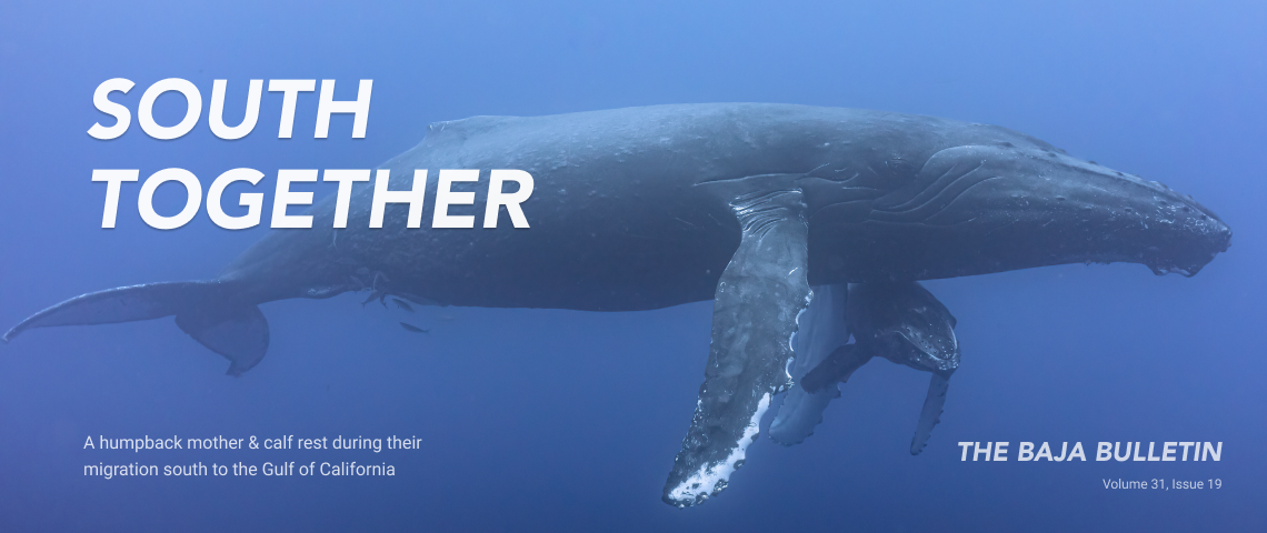 Baja Bound Mexican Insurance