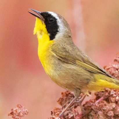 SoundScapes: His Camera Led Him into the Sounds of Nature
