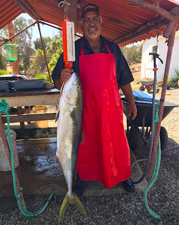 Current Fish Report, San Diego Sporfishing, Tanner Bank Bluefin Tuna, Night Jigs