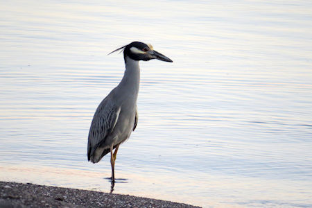 Birding Baja