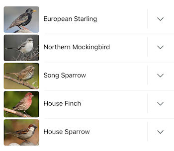 Birding Baja