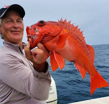 Cabrilla (seabass) – Loreto Fly Fishing Guide