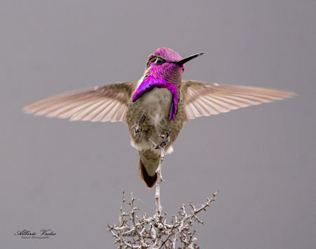Soundscapes of Nature Baja