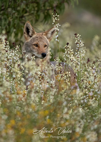 Soundscapes of Nature Baja