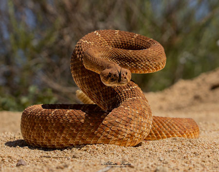 Soundscapes of Nature Baja