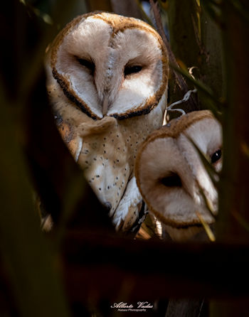 Soundscapes of Nature Baja