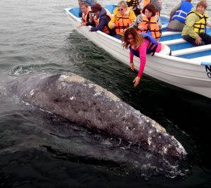 Whale Tour Baja