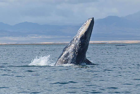 Whale Watching Baja