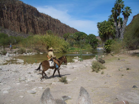 Corazon Vaquero Baja