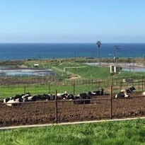 Cows With an Ocean View