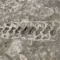 Finding Fossils in Baja