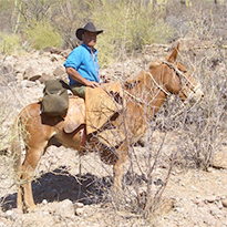 Corazon Vaquero